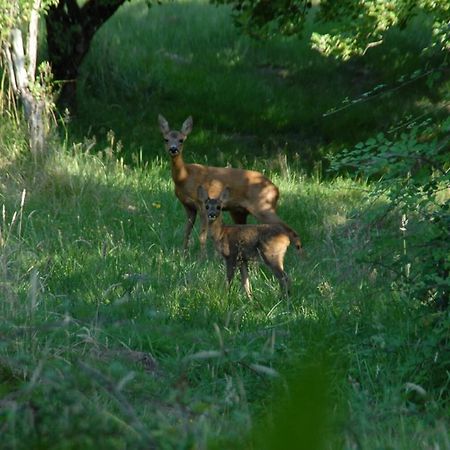 Vila Le Terrier Blanc Argenton Sur Creuse Exteriér fotografie